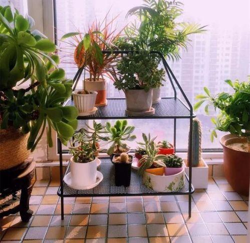 网红意式花架图片